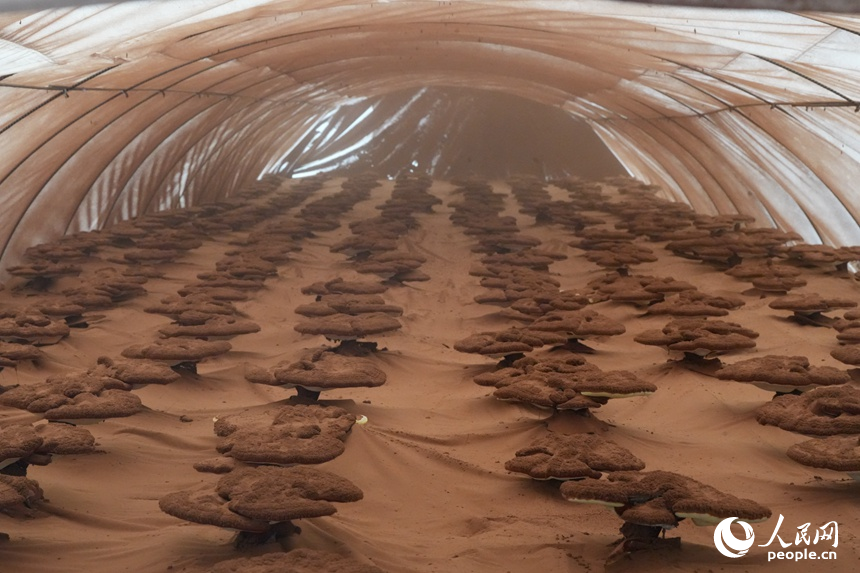 長春農博會現代菌物示范區上展示的靈芝。人民網記者 李洋攝