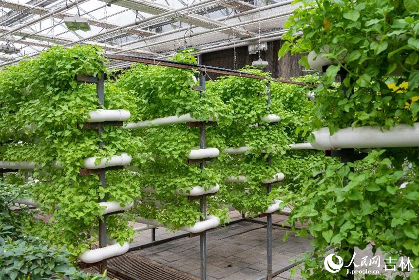 營養液膜栽培區茁壯成長的番杏。實習生 王思皓攝