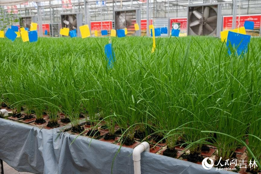 基質栽培區的綠劍韭菜。實習生 王思皓攝