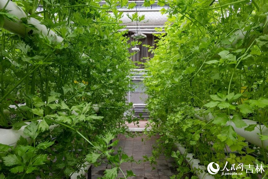 管道栽培區(qū)郁郁蔥蔥的蔬菜。實習生 王思皓攝