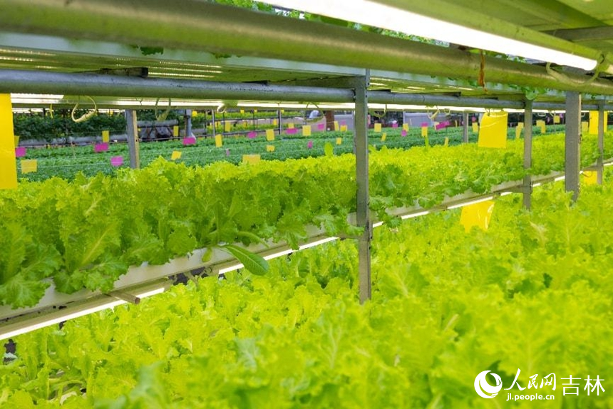 生產型無土栽培區綠意盎然的生菜。實習生 王思皓攝