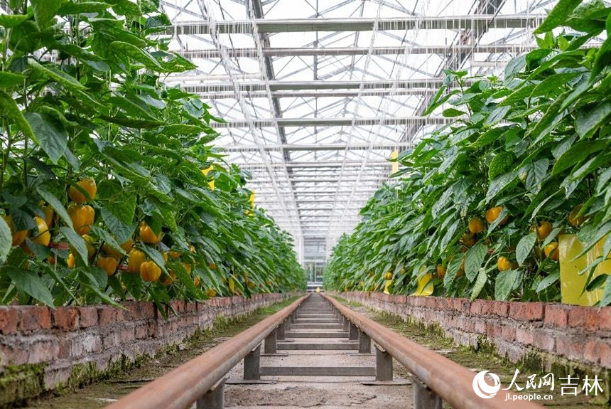 果類菜基質栽培區的“皇太極”彩椒。實習生 王思皓攝