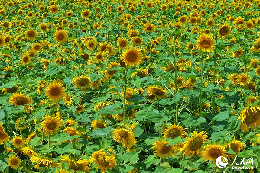 層層疊疊的向日葵花盤在微風(fēng)的輕拂下，恰似金色的波浪起伏涌動。人民網(wǎng)記者 李洋攝