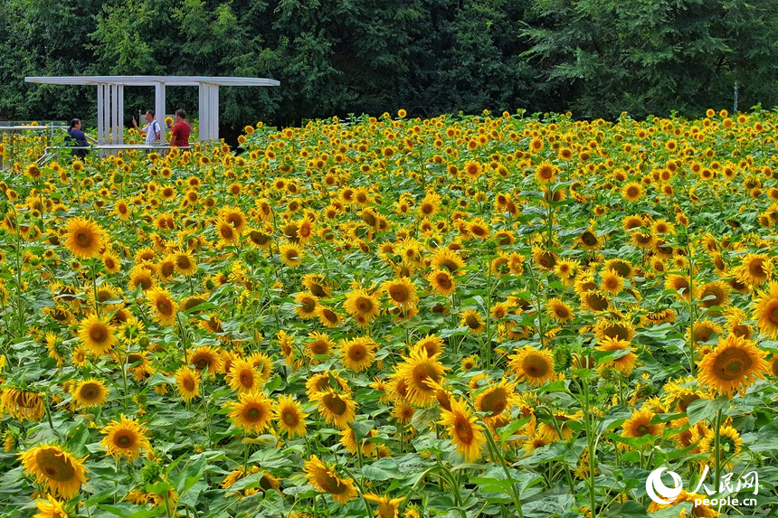 金風送爽，長春公園向日葵花海迎來最佳觀賞期，吸引市民游客前來觀賞。人民網記者 李洋攝