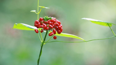 行進(jìn)中國(guó) | 深山里的人參“優(yōu)等生選育計(jì)劃”當(dāng)長(zhǎng)白山的晨霧還沒(méi)散盡，在吉林通化茂密的林海深處，一場(chǎng)關(guān)乎“百草之王”的“優(yōu)等生選育計(jì)劃”已悄然啟動(dòng)。