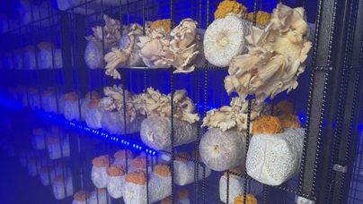 行進(jìn)中國(guó)｜小菌菇的“七十二變”在第二十四屆長(zhǎng)春農(nóng)博會(huì)上，中國(guó)工程院院士、吉林農(nóng)業(yè)大學(xué)教授李玉團(tuán)隊(duì)帶來(lái)了一場(chǎng)菌物科技的盛宴，全方位展示了從新品種到智慧種植，再到創(chuàng)意深加工與文創(chuàng)產(chǎn)品的產(chǎn)業(yè)鏈條。