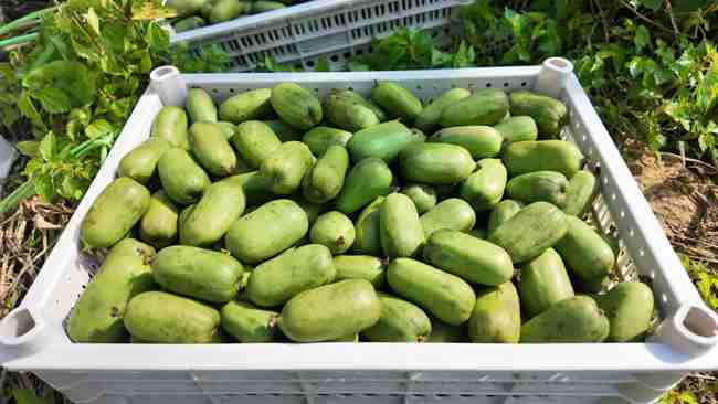 即將發(fā)往各地銷(xiāo)售的軟棗獼猴桃