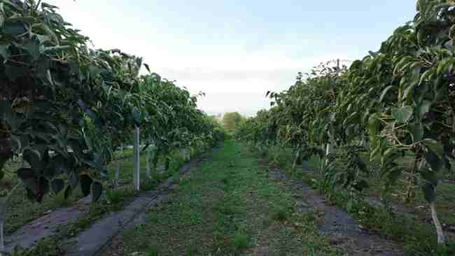 學(xué)校軟棗獼猴桃種質(zhì)資源圃T型架栽培模式