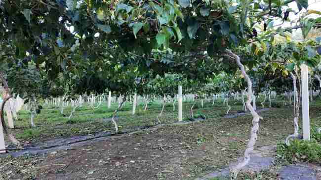 學(xué)校軟棗獼猴桃種質(zhì)資源圃棚架栽培模式