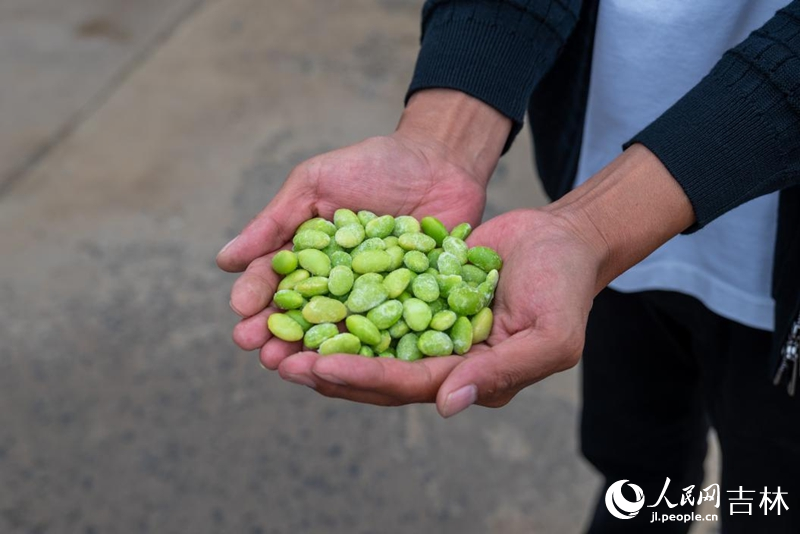 旭豐農機農民專業合作社種植的毛豆。