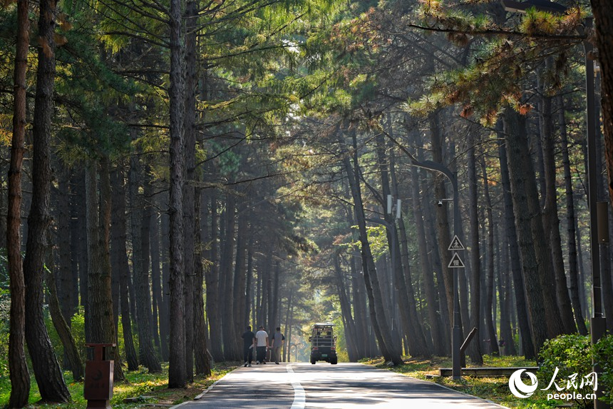 凈月潭黑松林美景。人民網記者 李洋攝