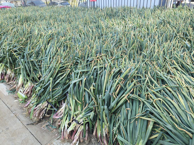 長春市秋菜銷售點的秋菜。