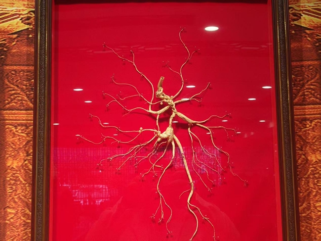 生長數十年的珍貴野山參。實習生 王思皓攝