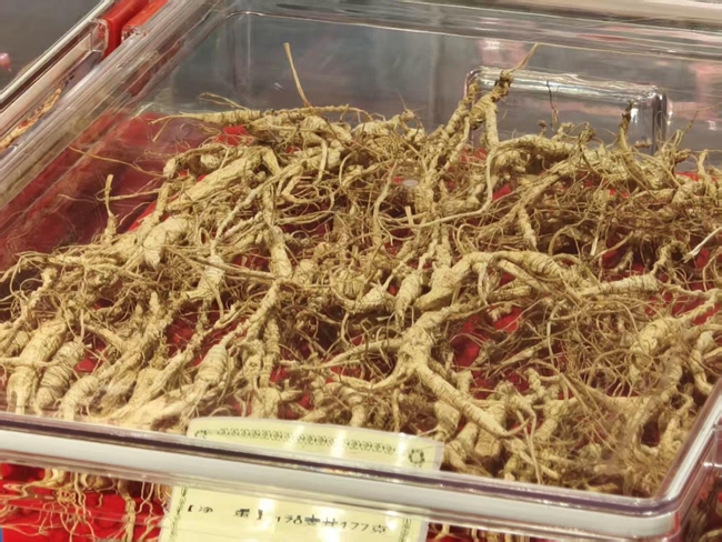 采參人采摘的野山參。實習生 王思皓攝