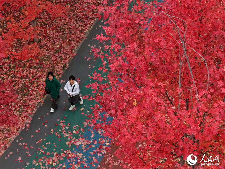 10月20日，游客在長春月荷文化園欣賞“楓”景。人民網記者 李洋攝