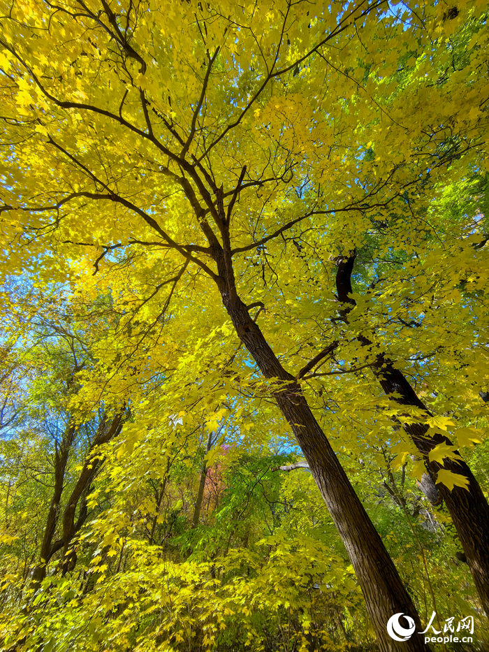 22日，長春林園中的楓樹呈現出迷人的色彩。人民網記者 李洋攝