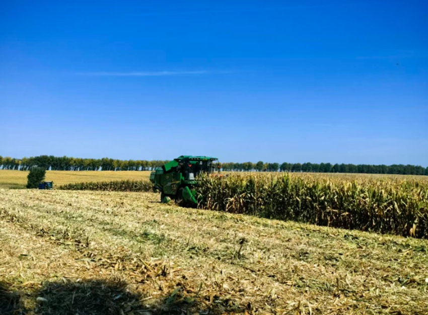 黑土地上，聯合收割機轟鳴作業（受訪者供圖）