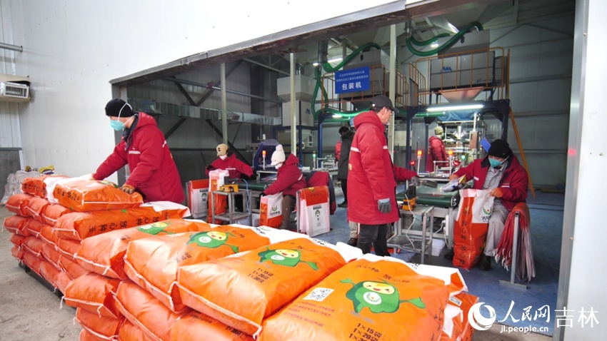 顆粒飽滿的玉米種子走向市場。人民網記者 王海躍攝