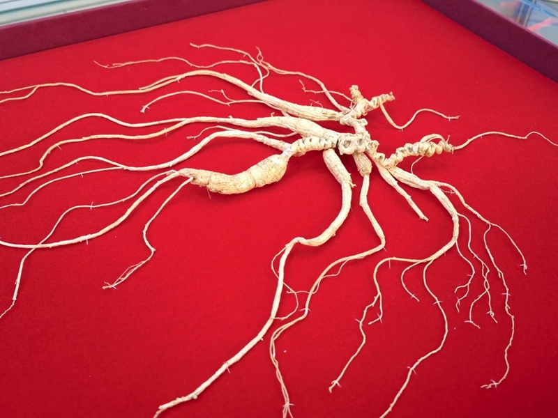 野山參展示。人民網記者 馬俊華攝