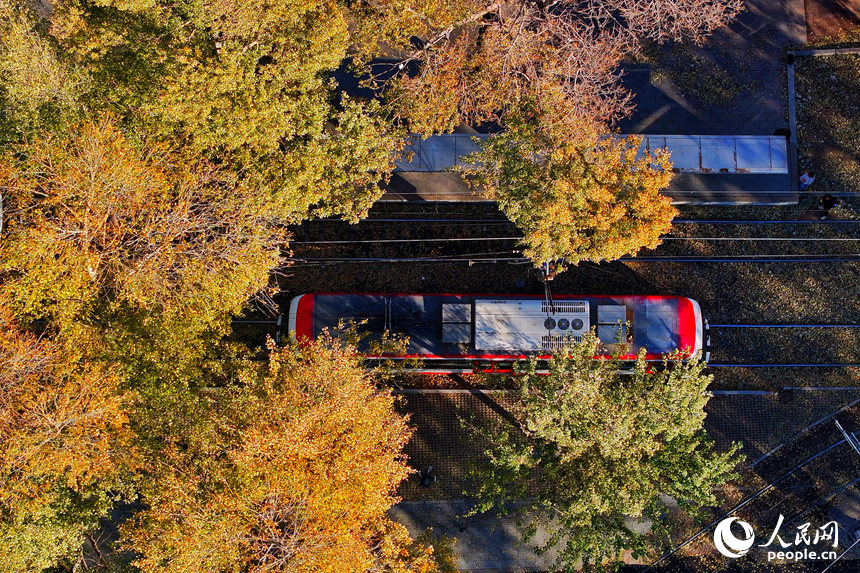 54路有軌電車駛?cè)肓质a中。人民網(wǎng)記者 李洋攝