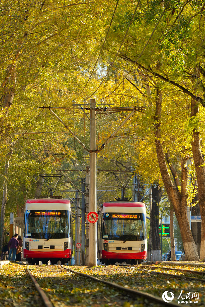 開行在林蔭中的54路有軌電車。人民網記者 李洋攝