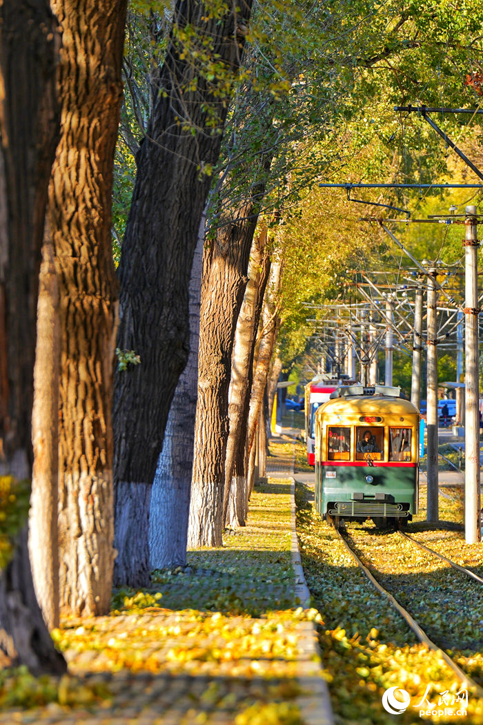 開行在林蔭中的54路有軌電車。人民網記者 李洋攝