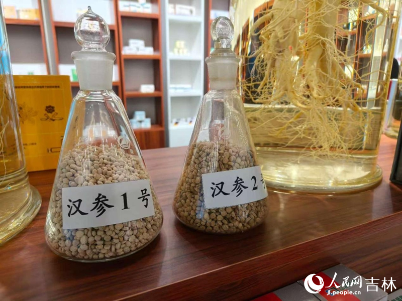 佟曉樂研究的漢參原料。 實習生 王思皓攝