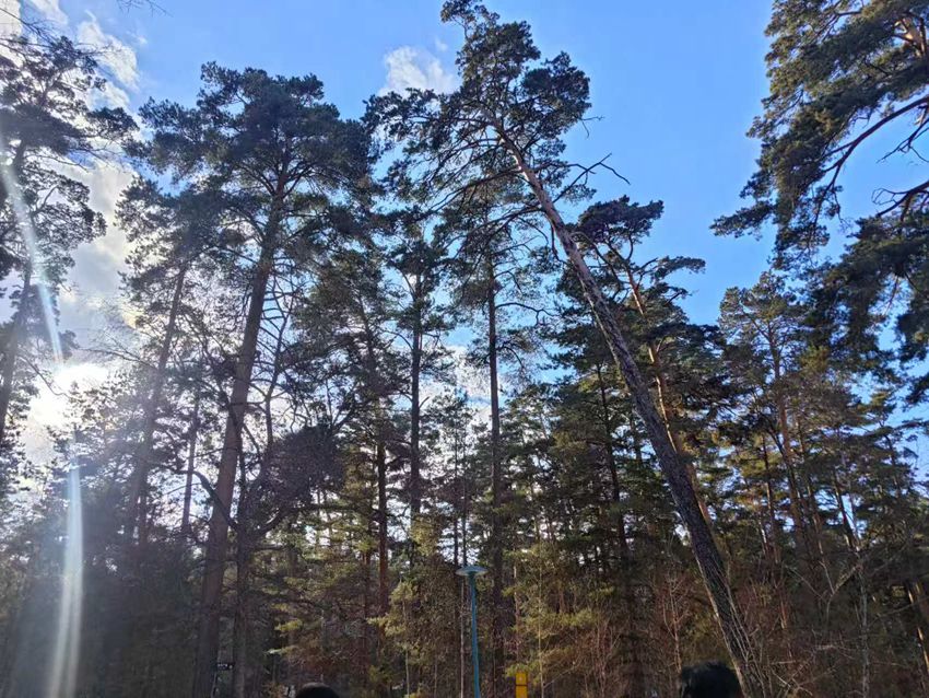 “吉林冰雪煥新季”主題采訪行丨長白山美人松愛情森林等你浪漫打卡【3】