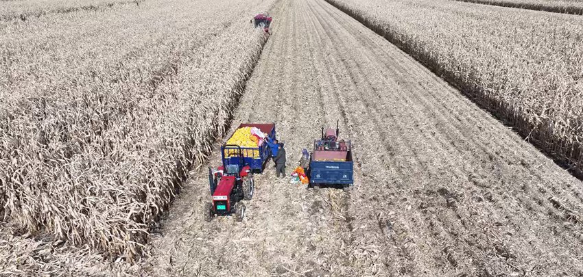 敦化市紅石村黨支部領辦紅碩玉米種植專業合作社實現規模經營。(資料圖片))