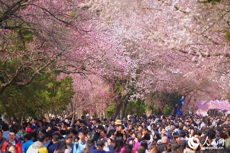 4月20日，在吉林大學南嶺校區(qū)，770米長的杏花大道兩側，254棵杏樹迎來最美觀賞季。隨著吉林大學第十屆杏花文化節(jié)拉開帷幕，數(shù)萬名游客涌入校園賞花游玩。搖曳的杏花、微笑的游人、穿著漢服的大學生們漫步其中，相映成趣，一幅唯美瑰麗的春日畫卷映入眼簾。人民網(wǎng)記者 李洋攝