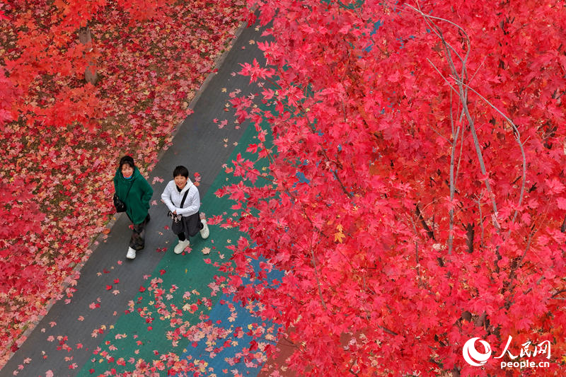 11月2日，位于長春市伊通河畔的月荷文化園秋意正濃，步行道兩側的楓樹換上了迷人的“紅妝”，吸引著市民游客共赴“楓”情盛宴。近年來，長春開展伊通河綜合治理，全區(qū)域、全流域、全方位進行生態(tài)修復，讓伊通河不僅成為城市景觀帶，更成為地方發(fā)展活力源。人民網(wǎng)記者 李洋攝