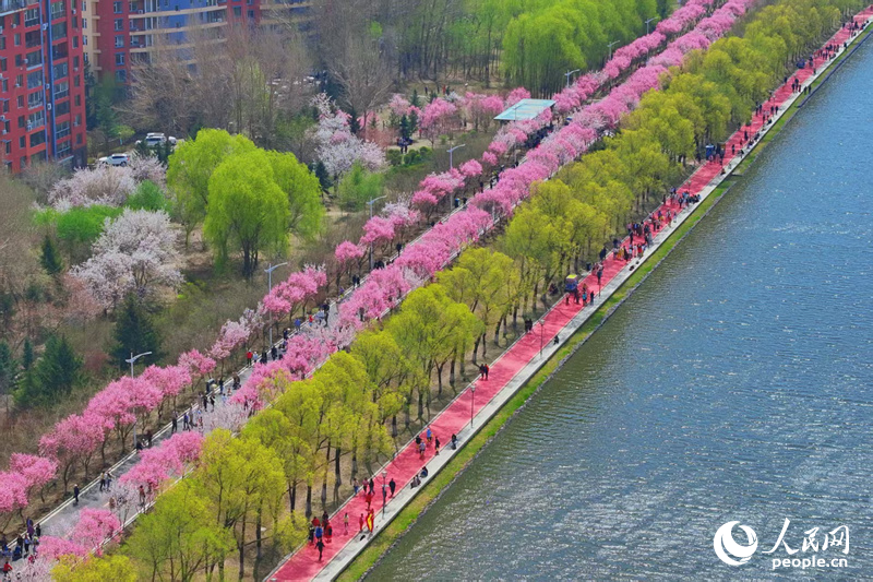 4月，長春市伊通河畔的梅花大道上，單紅公主梅迎來最佳觀賞期。粉紅色的花朵綴滿枝頭，近看繁花似錦，遠望如絲帶，匯成了一條綿延數里的花海長廊，吸引著市民游客共赴浪漫的“賞花盛宴”。人民網記者 李洋攝