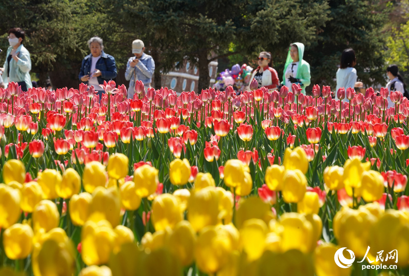 5月，美艷的郁金香在長春如約綻放。在長春公園，“幸福匯·郁見美好”郁金香主題觀賞季系列活動拉開帷幕，一朵朵郁金香爭奇斗艷，蔓延成一片五彩斑斕的花海，吸引著市民游客前來觀光賞花。人民網記者 李洋攝