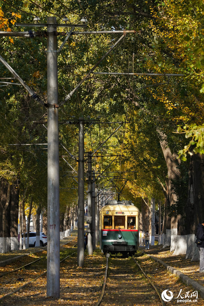 11月，長春市54路有軌電車落葉景觀藝術街區加速“換妝”，軌道兩側高大的楊樹樹冠被罩上了金黃色，簌簌落下的秋葉層層疊疊地鋪在軌道上，形成了一條落葉景觀路。近年來，長春市持續探索電車與文旅融合發展新路徑，開行咖啡酒吧專列、文旅專列等，成為長春市的一條流動的風景線。人民網記者 李洋攝