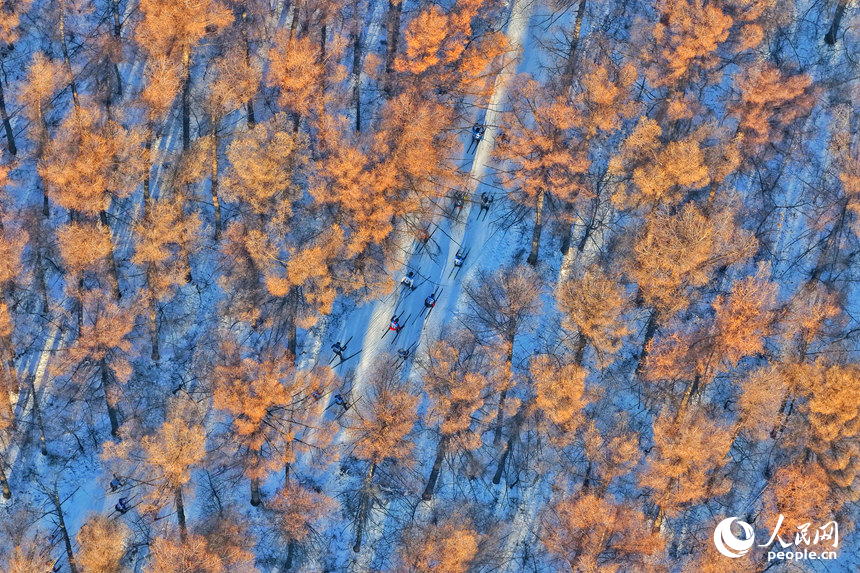 選手們在中國長春凈月潭瓦薩國際滑雪節(jié)森林賽道中馳騁。人民網(wǎng)記者 李洋攝