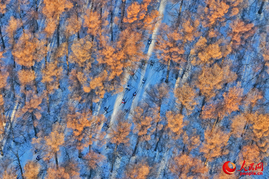 選手們在中國長春凈月潭瓦薩國際滑雪節森林賽道中馳騁。人民網記者 李洋攝