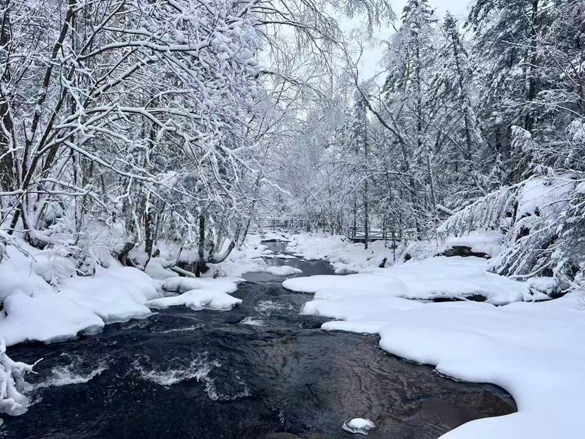 不凍溪水流淌雪原間，兩岸雪凇裹枝，宛如仙境。（和龍市委宣傳部供圖）