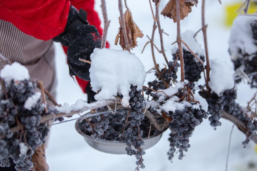 冰天雪地里采收的北冰紅葡萄。沈贄儀攝