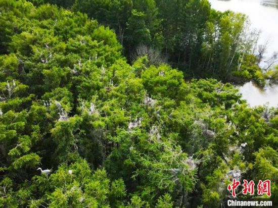 “鷺島”為家:蒼鷺的東北安家之旅