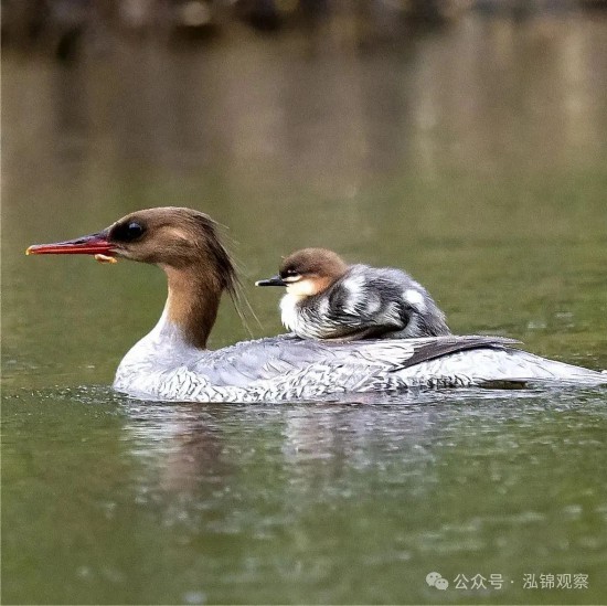 中華秋沙鴨對水質和生態環境非常敏感,被譽為“水中大熊貓”。