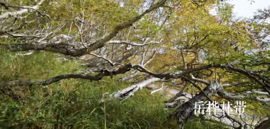 長白山岳樺林帶。