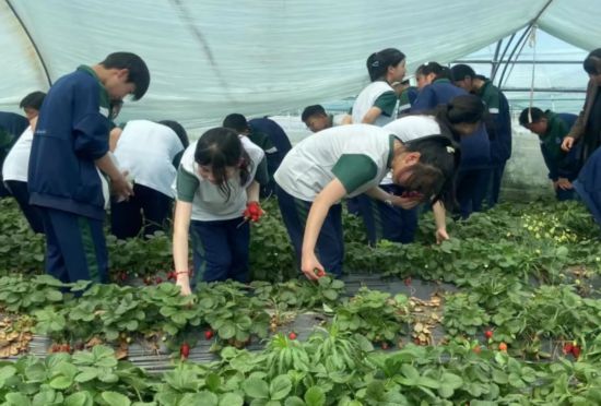 城關街道新莊村農業園草莓采摘