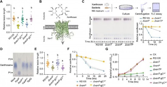 Xoc利用XanT-XanP系統(tǒng)吸收利用黃單胞糖作為營養(yǎng)物質(zhì)。