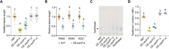  “抗黃單胞糖”策略提升水稻對(duì)細(xì)菌性條斑病的抗性。