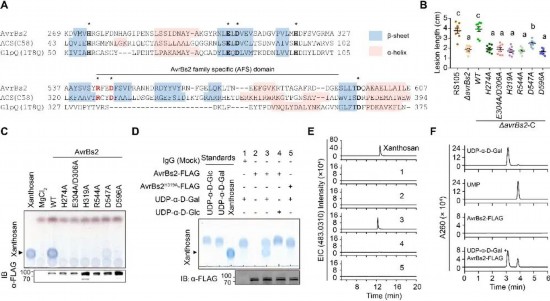 AvrBs2催化UDP-α-D-半乳糖合成黃單胞糖。